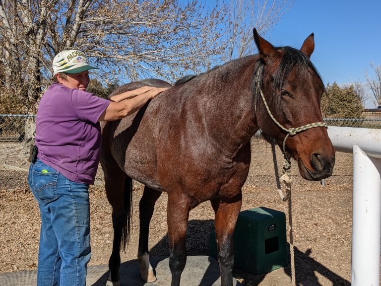 Read more about the article Signs Your Horse May Need Massage or Bodywork