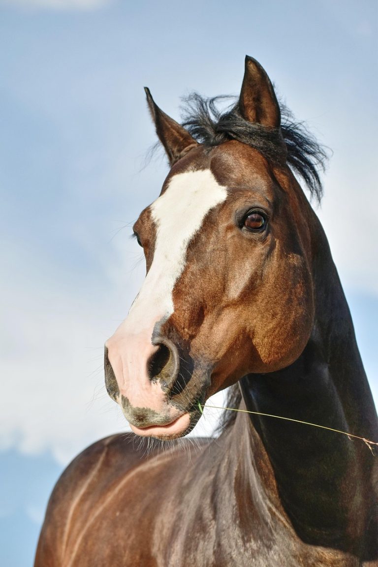 Read more about the article The Importance of Routine in Equine Care